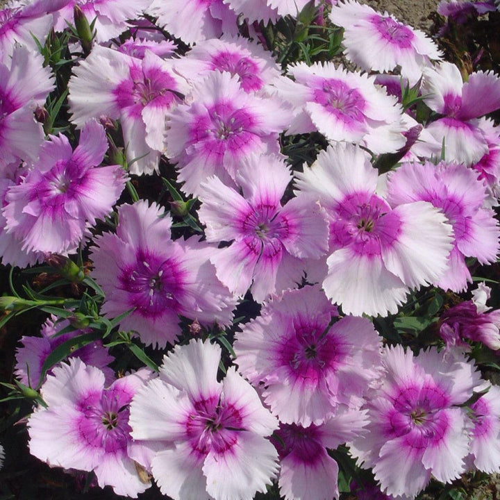 Dianthus 'Diana Lavender Picotee' ~ Diana Lavender Picotee Dianthus-ServeScape