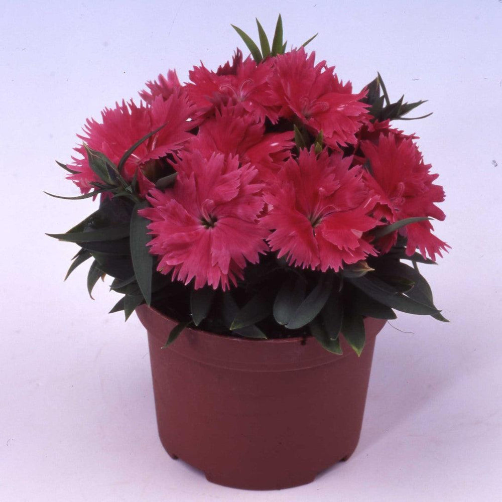 Dianthus 'Diana Salmon' ~ Diana Salmon Dianthus-ServeScape