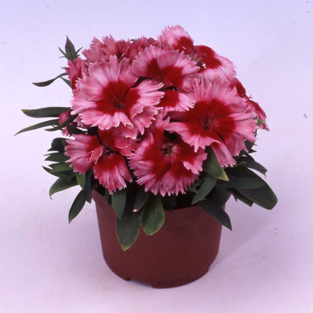 Dianthus 'Diana Scarlet Picotee' ~ Diana Scarlet Picotee Dianthus-ServeScape