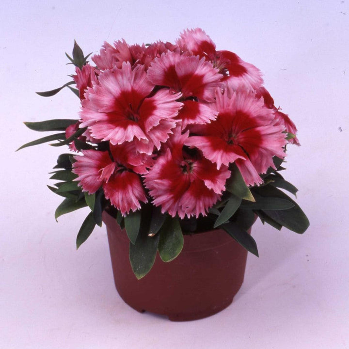 Dianthus 'Diana Scarlet Picotee' ~ Diana Scarlet Picotee Dianthus-ServeScape