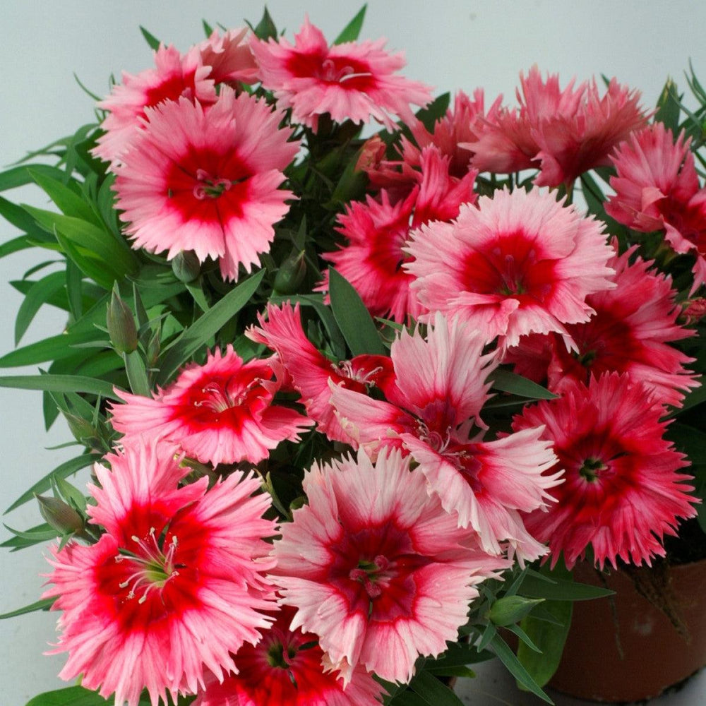 Dianthus 'Diana Scarlet Picotee' ~ Diana Scarlet Picotee Dianthus-ServeScape