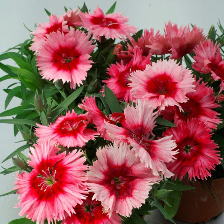 Dianthus 'Diana Scarlet Picotee' ~ Diana Scarlet Picotee Dianthus-ServeScape