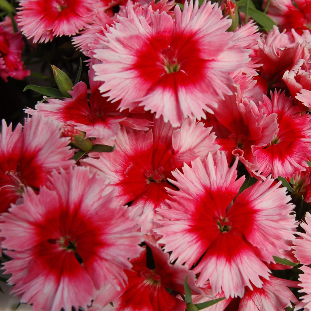 Dianthus 'Diana Scarlet Picotee' ~ Diana Scarlet Picotee Dianthus-ServeScape