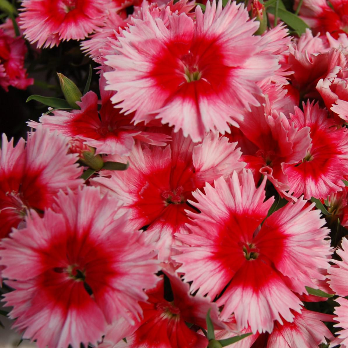 Dianthus 'Diana Scarlet Picotee' ~ Diana Scarlet Picotee Dianthus-ServeScape
