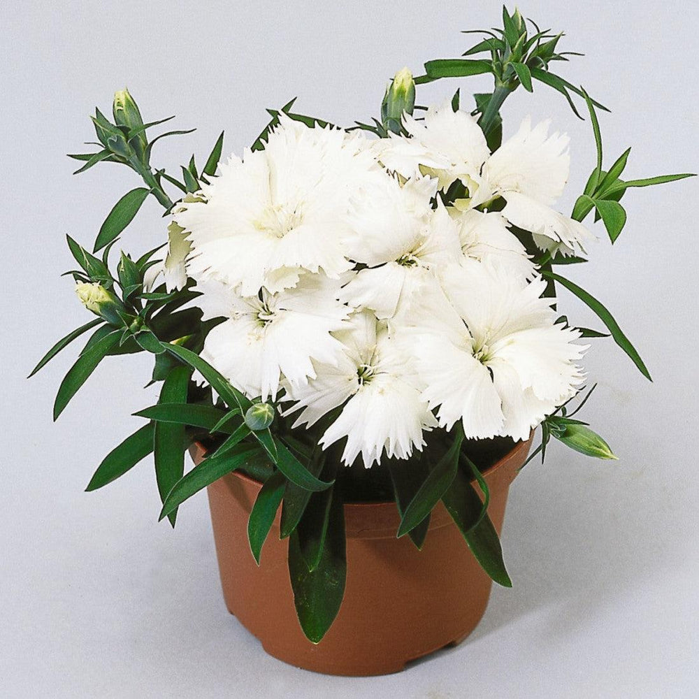 Dianthus 'Diana White' ~ Diana White Dianthus-ServeScape
