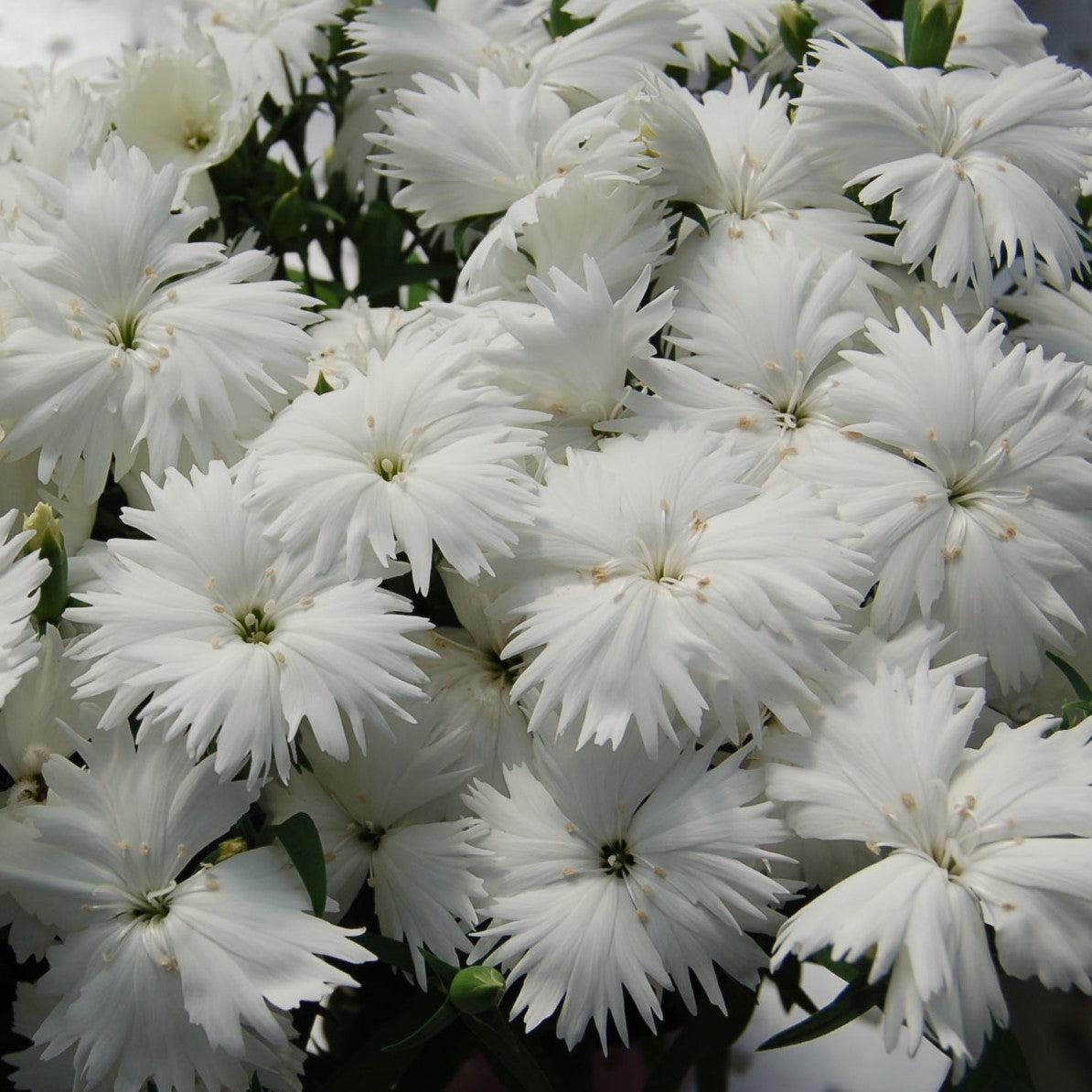 Dianthus 'Diana White' ~ Diana White Dianthus-ServeScape