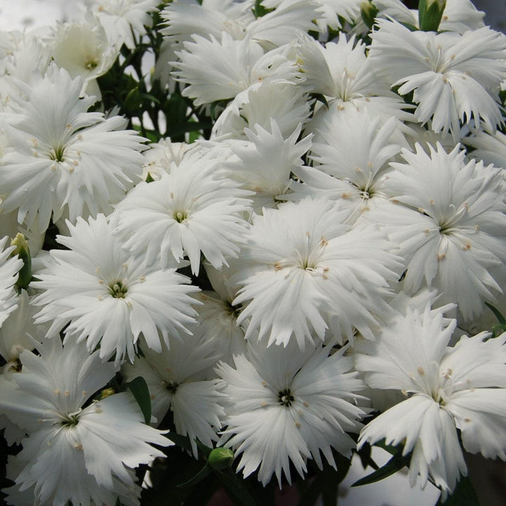 Dianthus 'Diana White' ~ Diana White Dianthus-ServeScape