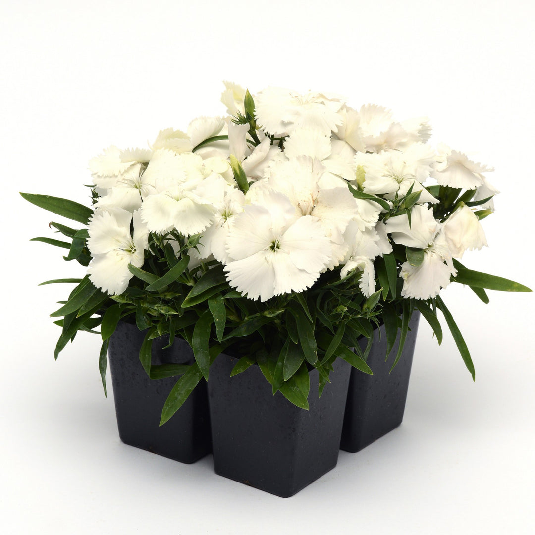 Dianthus 'PAS970060' ~ Coronet™ White Dianthus-ServeScape