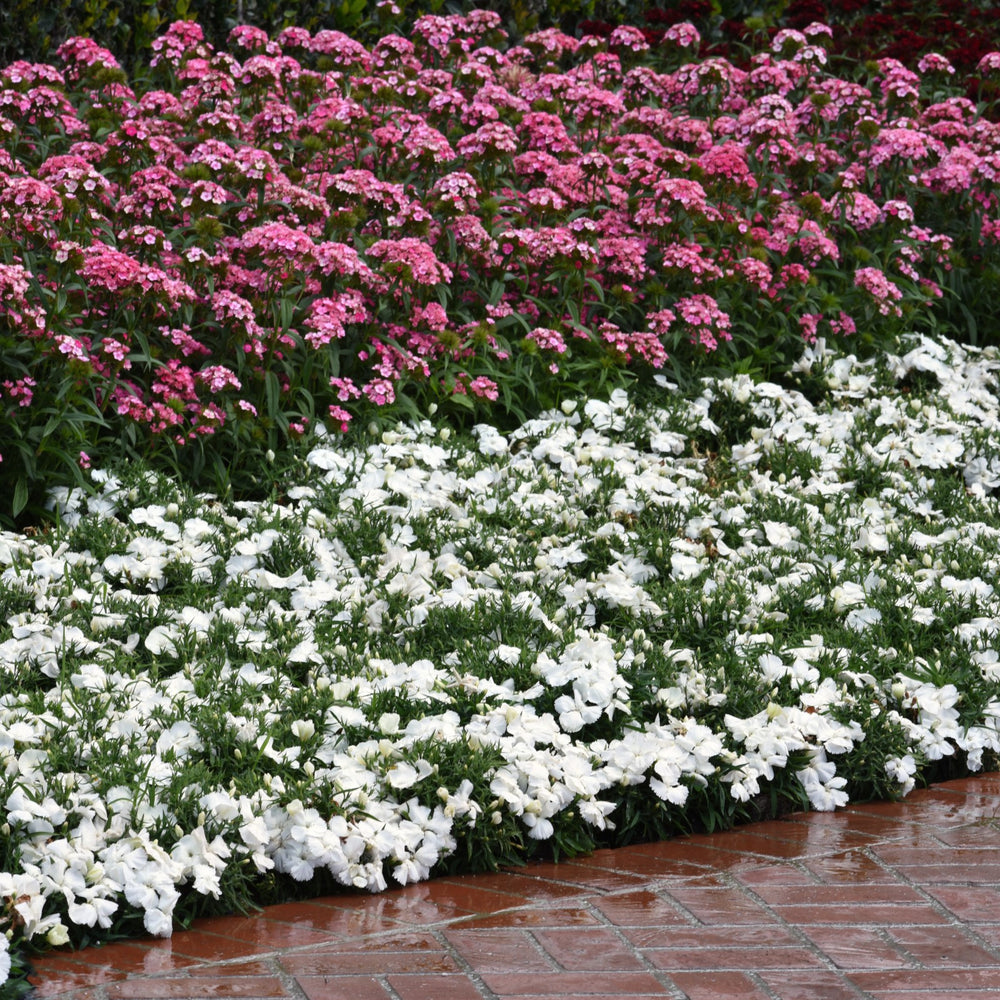 Dianthus 'PAS970060' ~ Coronet™ White Dianthus-ServeScape