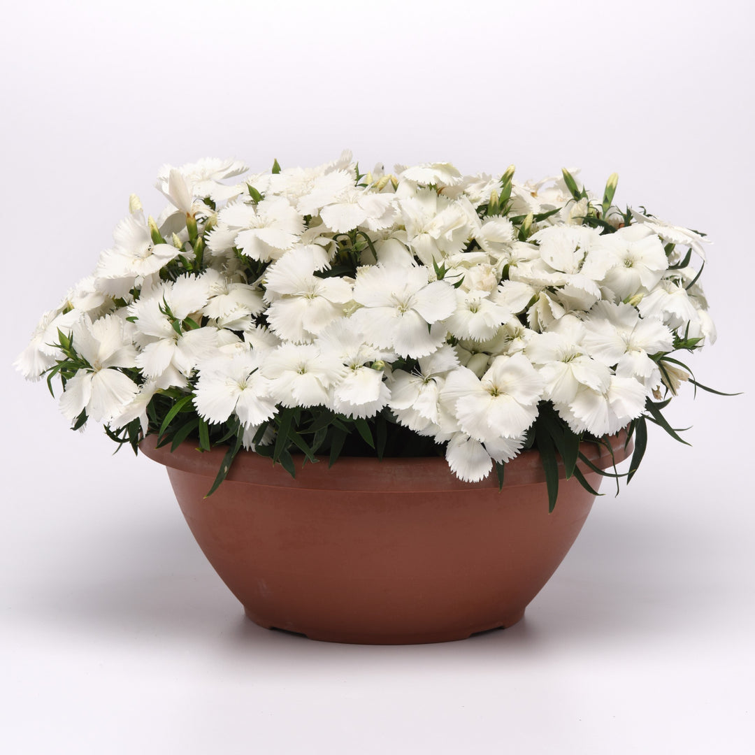 Dianthus 'PAS970060' ~ Coronet™ White Dianthus-ServeScape
