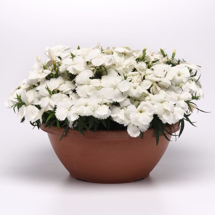 Dianthus 'PAS970060' ~ Coronet™ White Dianthus-ServeScape