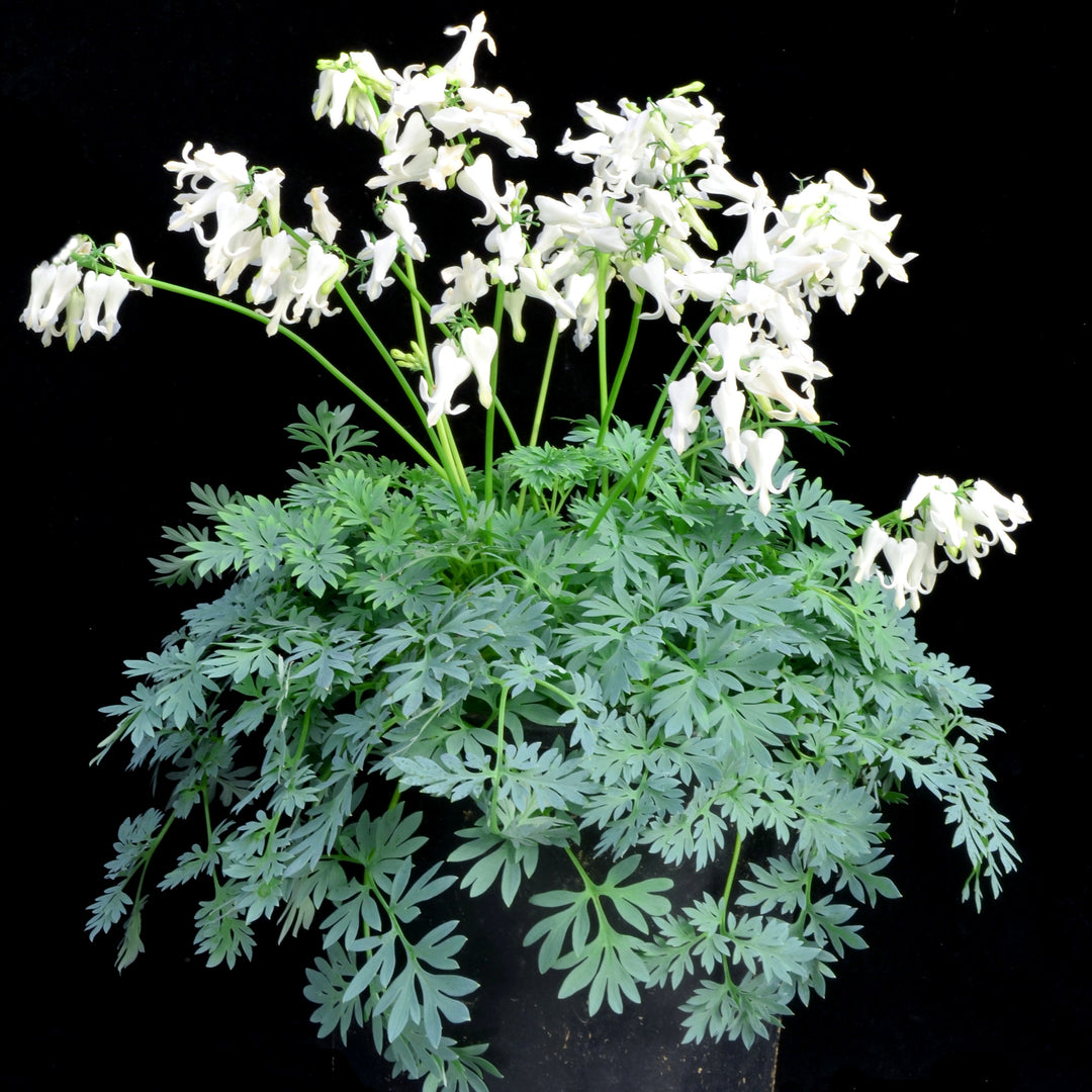 Dicentra 'Titanium' ~ Monrovia® Amore™ Titanium Bleeding Heart-ServeScape