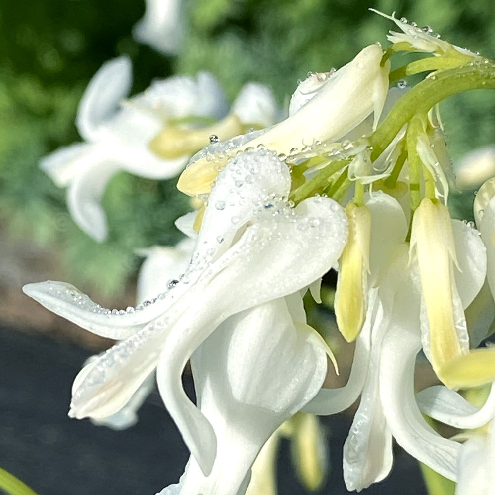 Dicentra 'Titanium' ~ Monrovia® Amore™ Titanium Bleeding Heart-ServeScape