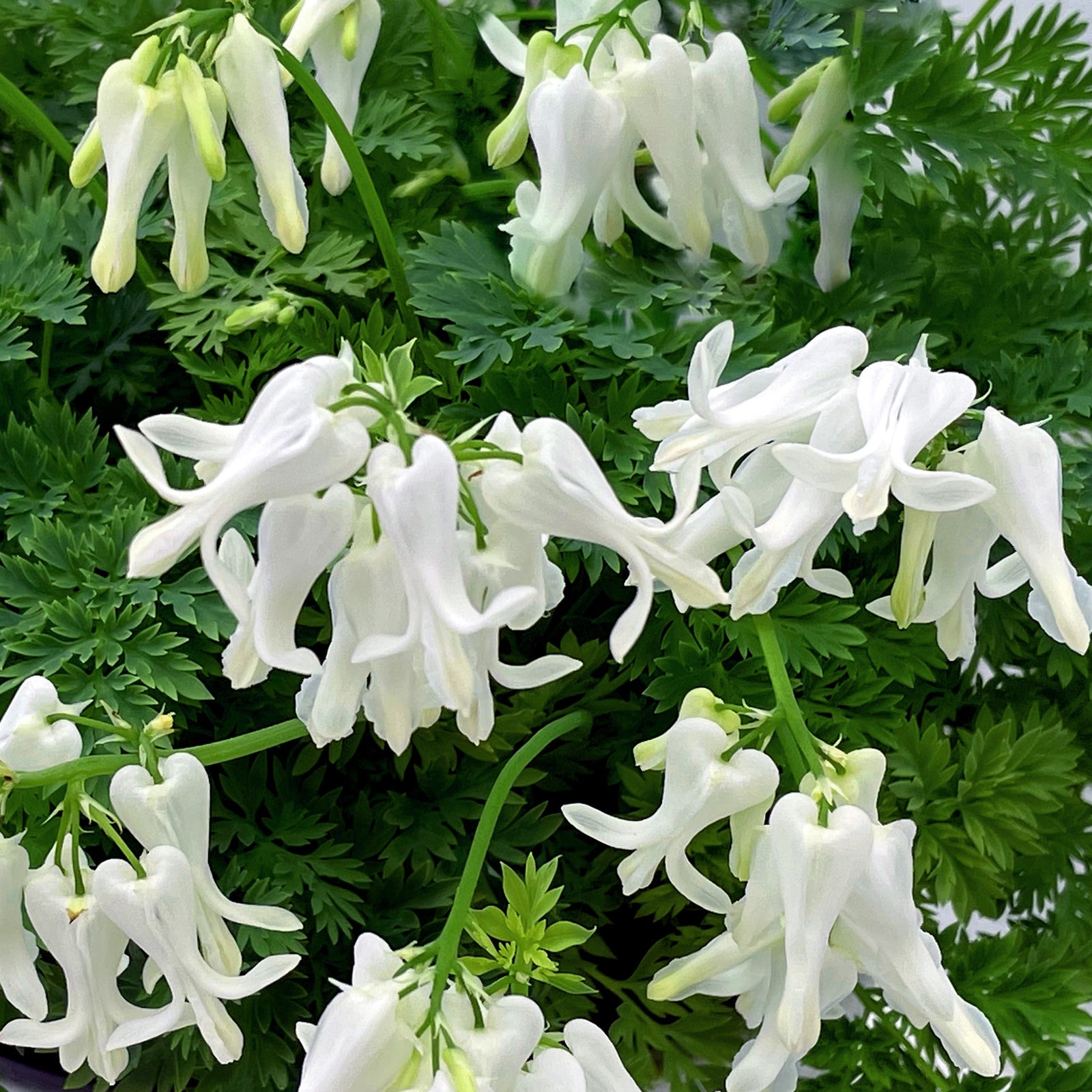 Dicentra 'Titanium' ~ Monrovia® Amore™ Titanium Bleeding Heart-ServeScape