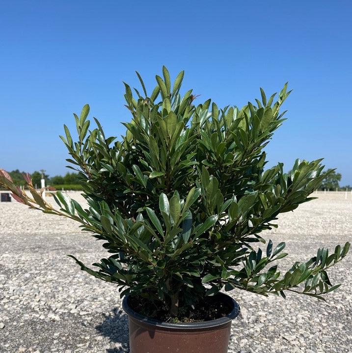 Distylium 'BLDY02' PP32785 ~ Cast in Bronze® Distylium-ServeScape