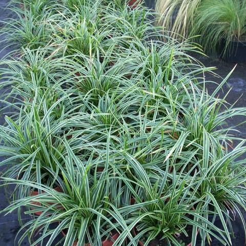 Carex morrowii 'Ice Dance' ~ Monrovia® Ice Dance Sedge-ServeScape