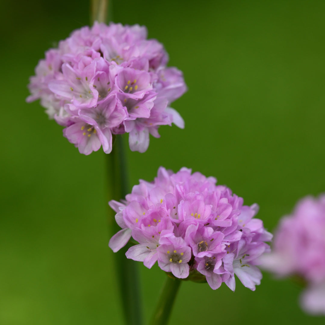 Armeria pseudarmeria 'Sweet Dreams' ~ Dreameria® Sweet Dreams Thrift-ServeScape