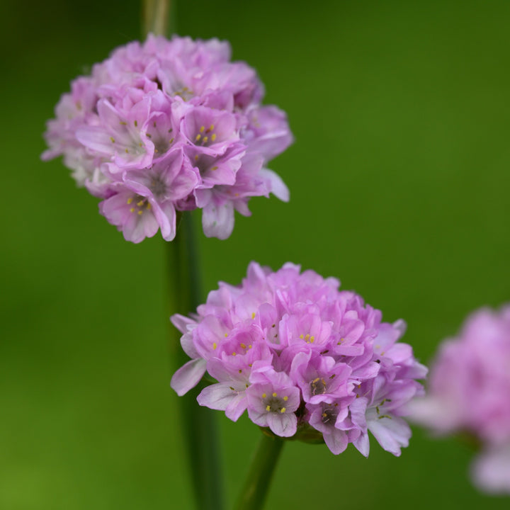 Armeria pseudarmeria 'Sweet Dreams' ~ Dreameria® Sweet Dreams Thrift-ServeScape