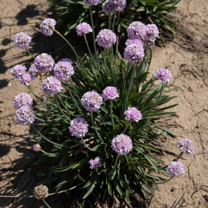 Armeria pseudarmeria 'Sweet Dreams' ~ Dreameria® Sweet Dreams Thrift-ServeScape