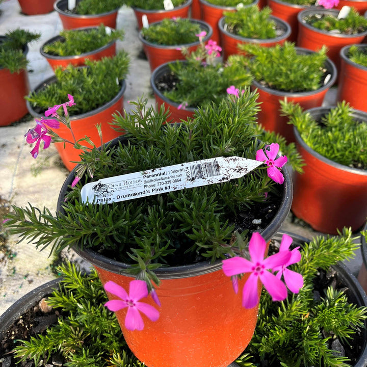Phlox subulata 'Drummond's Pink' ~ Drummond's Pink Creeping Phlox-ServeScape