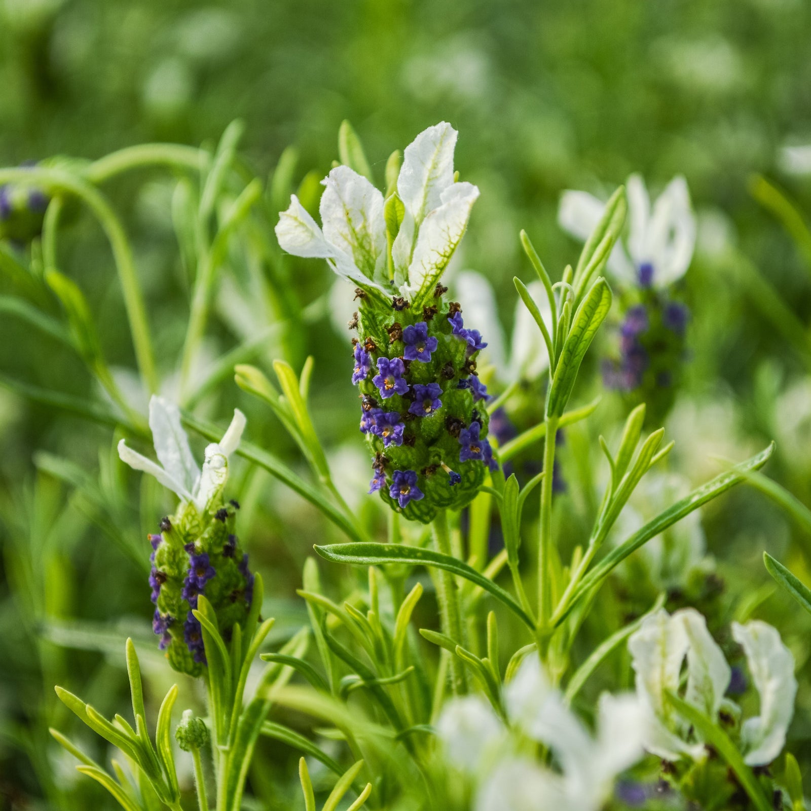 Lavandula stoechas 'Javelin Forte White' ~ Monrovia® Javelin Forte™ White Spanish Lavender-ServeScape
