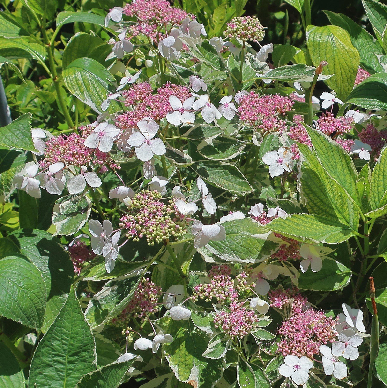 Hydrangea macrophylla 'Variegata' ~ Monrovia® Variegated Hydrangea-ServeScape