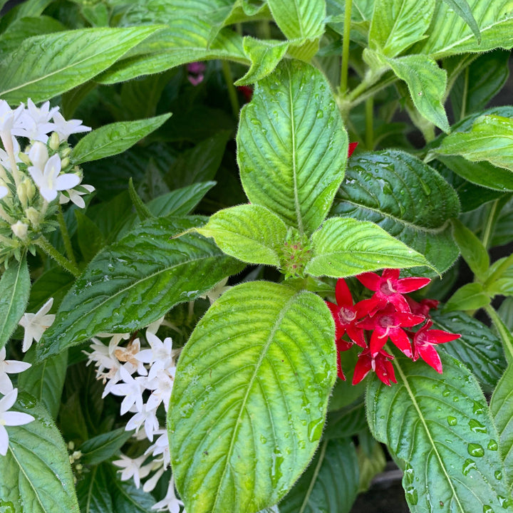 Pentas lanceolata 'Graffiti OG Mix' ~ Graffiti® OG Mix Star Flower-ServeScape