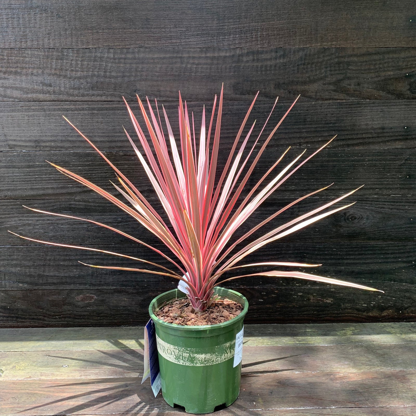 Cordyline australis 'Charlie Boy' PP #20,139 ~ Monrovia® Charlie Boy Cordyline-ServeScape