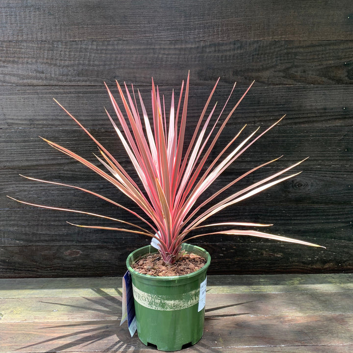Cordyline australis 'Charlie Boy' PP #20,139 ~ Monrovia® Charlie Boy Cordyline-ServeScape