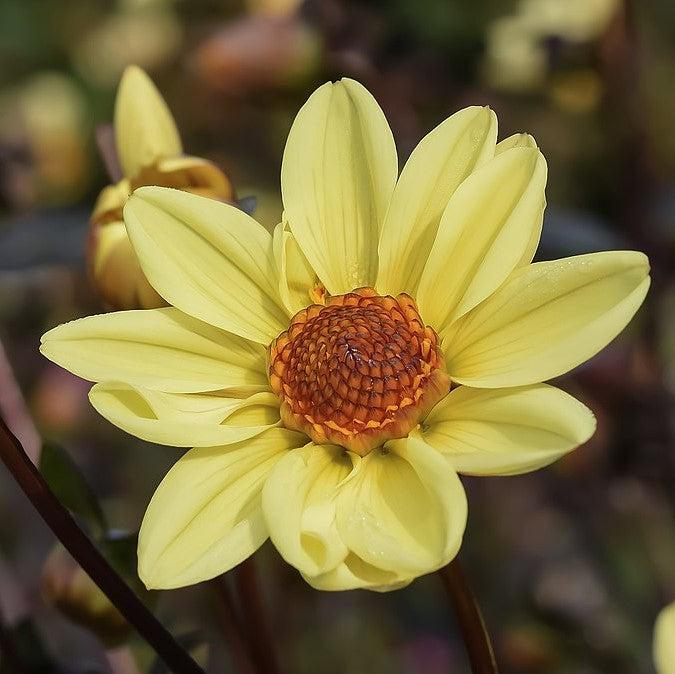 Dahlia 'Happy Days Yellow' ~ Monrovia® Happy Days™ Yellow Dahlia-ServeScape