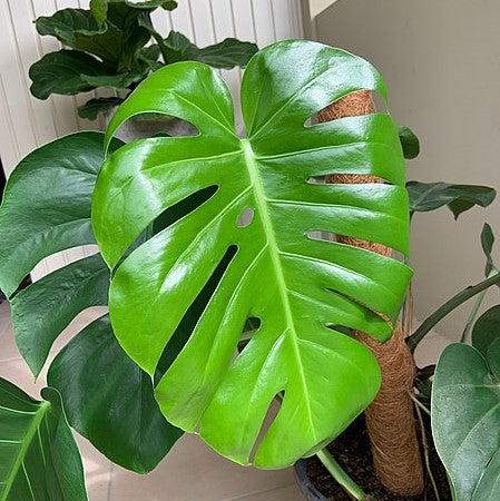 Monstera deliciosa 'Tauerii' ~ Monrovia® Dwarf Swiss-Cheese Plant-ServeScape