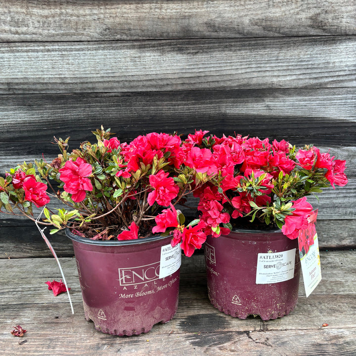 Rhododendron ‘Roblez’ ~ Encore® Autumn Fire™ Azalea-ServeScape