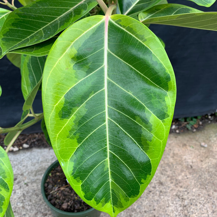 Ficus altissima 'Variegata' ~ Monrovia® Council Tree, Lofty Fig-ServeScape