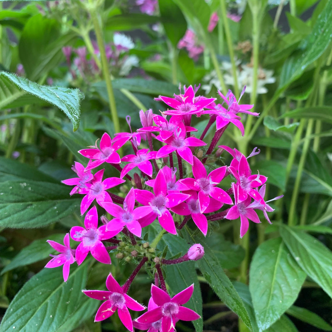 Pentas lanceolata 'Graffiti OG Mix' ~ Graffiti® OG Mix Star Flower-ServeScape