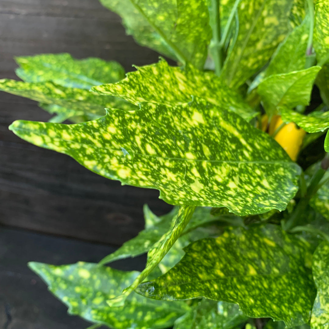 Aucuba japonica 'Variegata' ~ Gold Dust Aucuba, Gold Dust Laurel-ServeScape