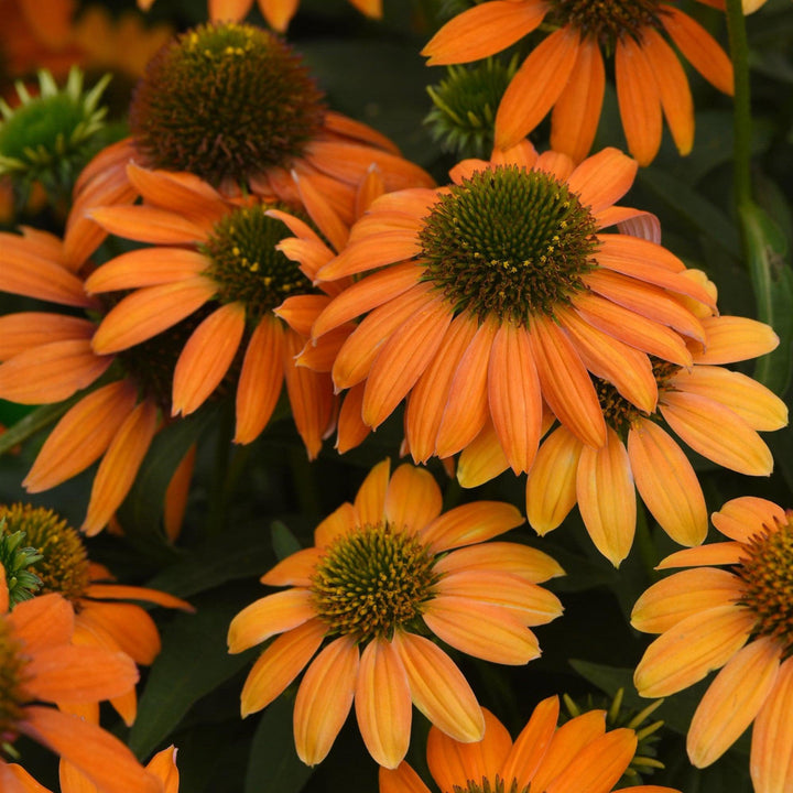 Echinacea 'PAS1308374'~ Artisan™ Soft Orange Coneflower-ServeScape