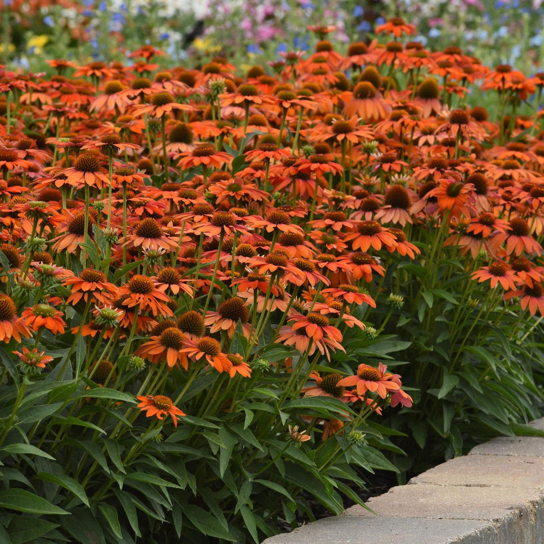 Echinacea 'PAS1308374'~ Artisan™ Soft Orange Coneflower-ServeScape