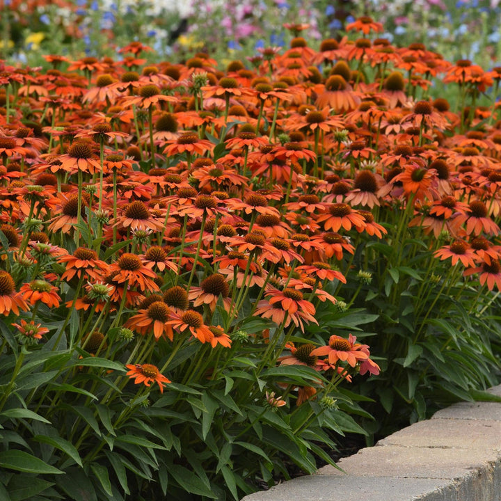 Echinacea 'PAS1308374'~ Artisan™ Soft Orange Coneflower-ServeScape