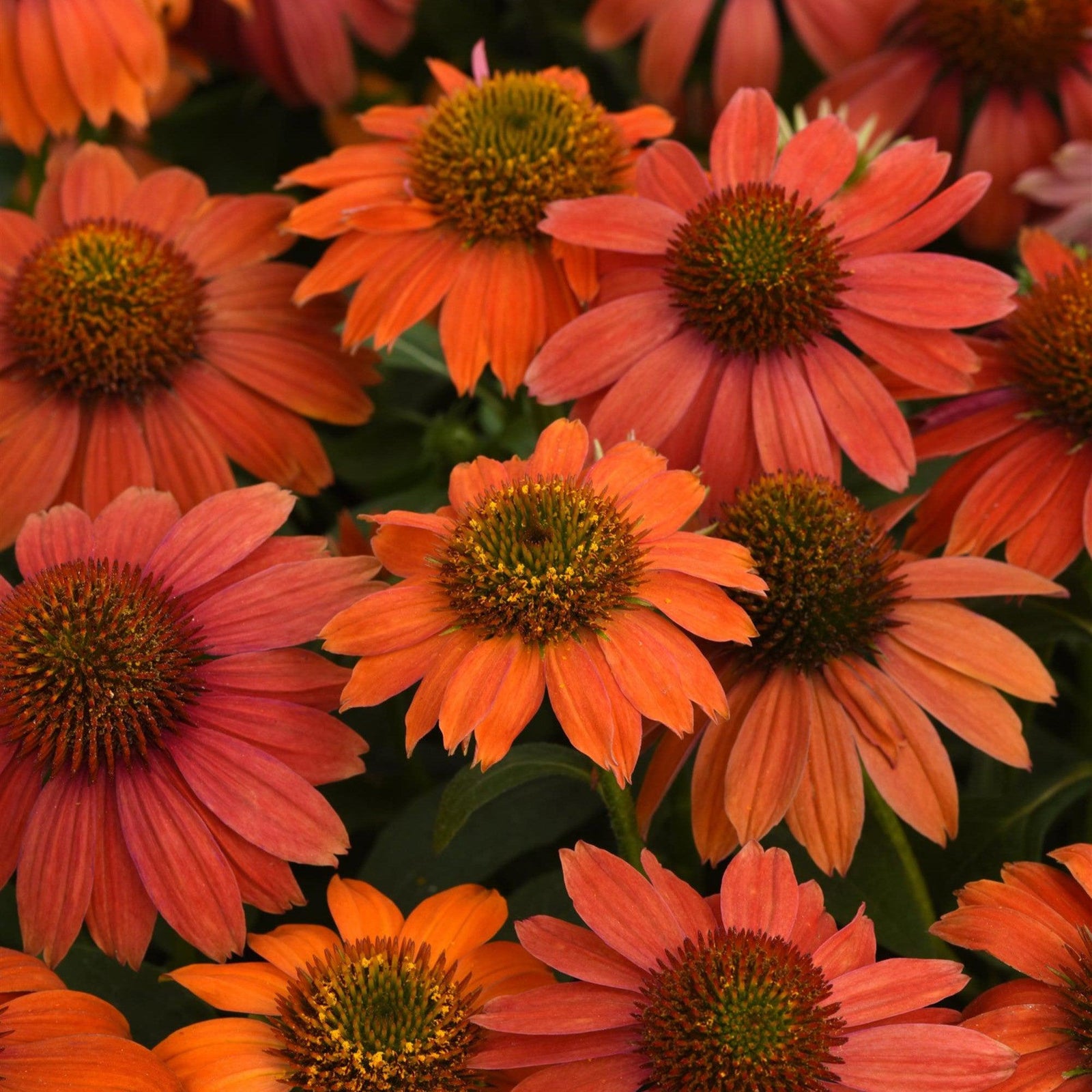 Echinacea 'PAS1257973' ~ Artisan™ Red Ombre Coneflower-ServeScape