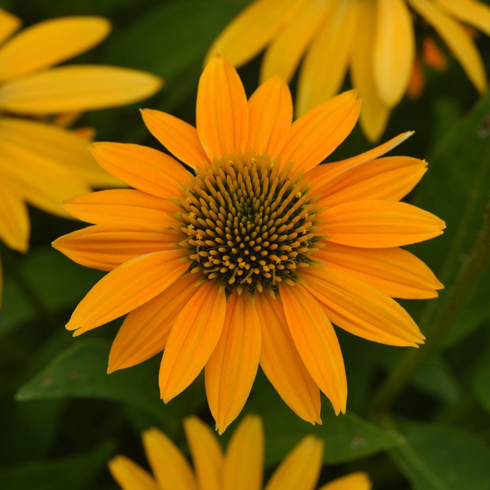 Echinacea 'PAS1303304' ~ Artisan™ Yellow Ombre Coneflower-ServeScape