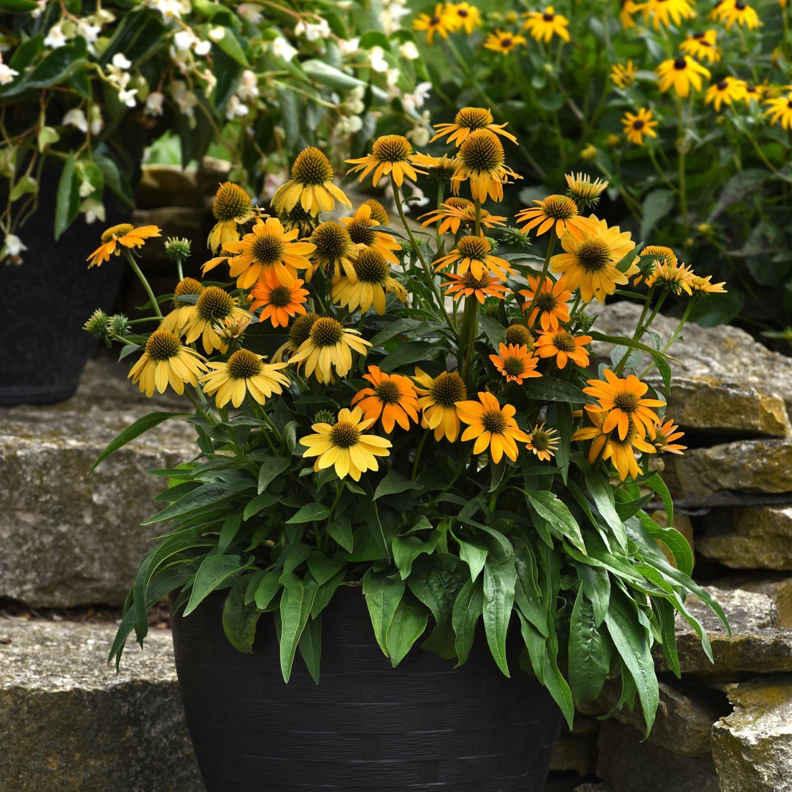 Echinacea 'PAS1303304' ~ Artisan™ Yellow Ombre Coneflower-ServeScape