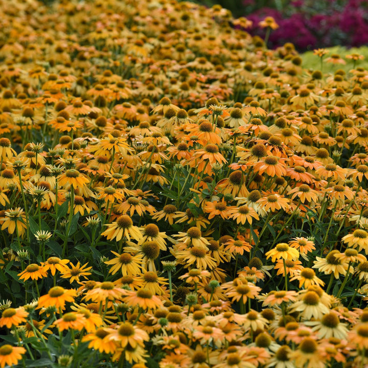 Echinacea 'PAS1303304' ~ Artisan™ Yellow Ombre Coneflower-ServeScape