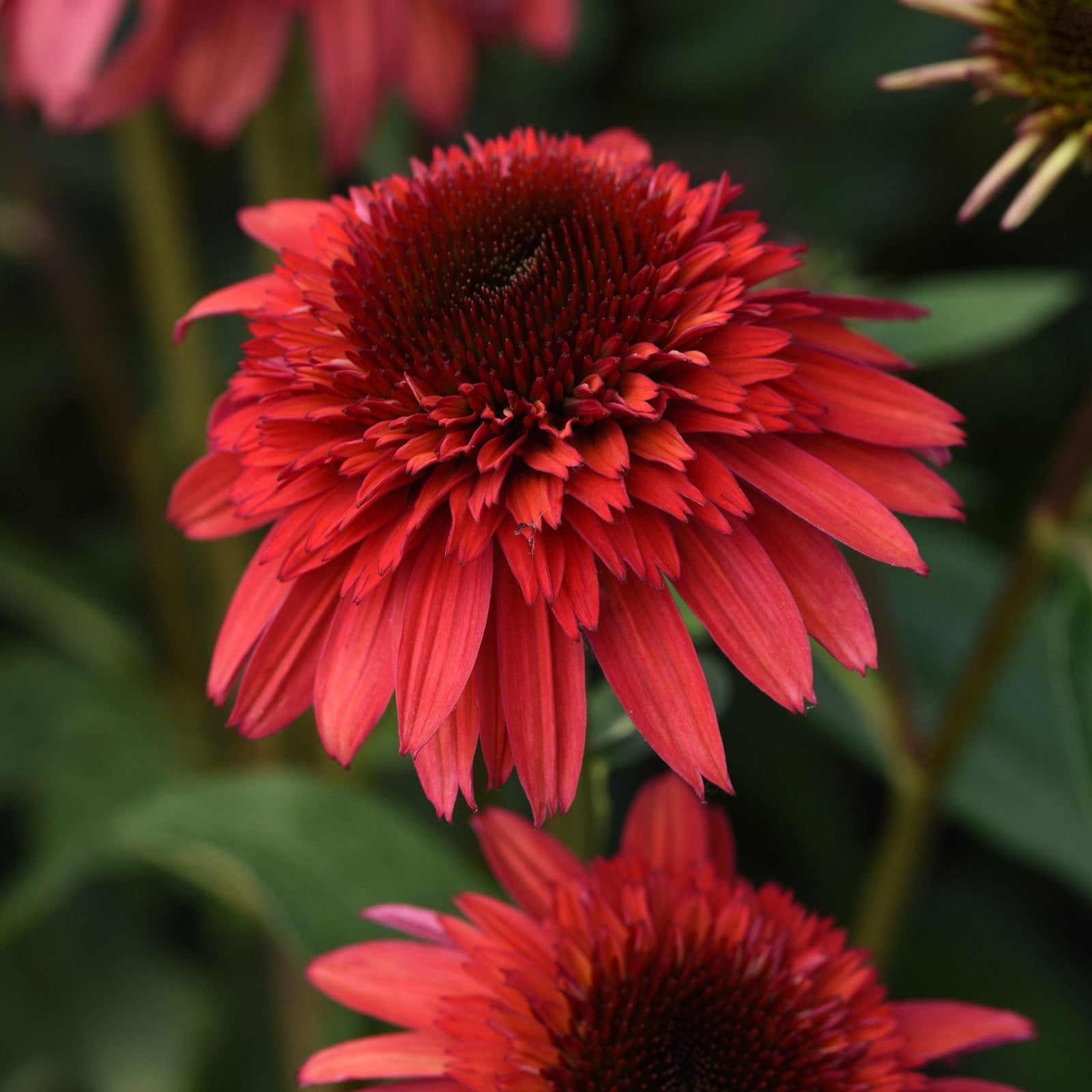 Echinacea hybrida 'Balscrasux' ~ Monrovia® Double Scoop™ Raspberry Deluxe Echinacea-ServeScape