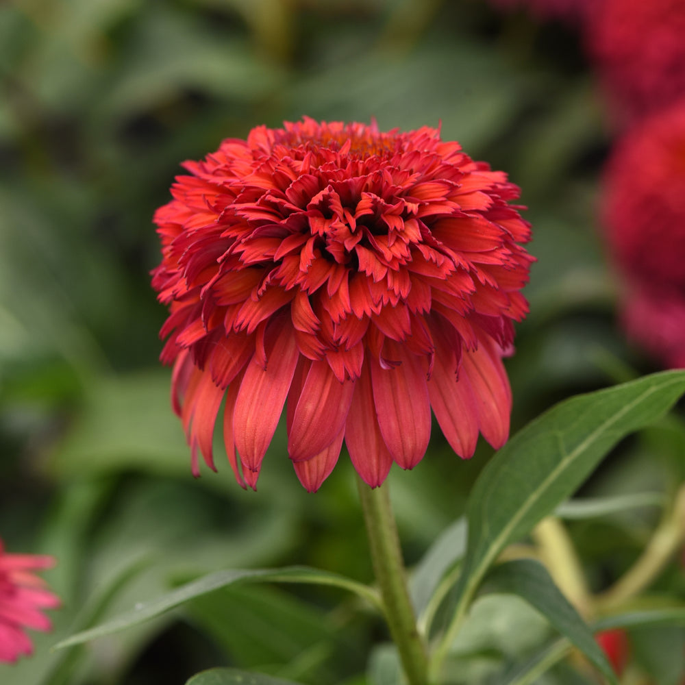Echinacea hybrida 'Balscrasux' ~ Monrovia® Double Scoop™ Raspberry Deluxe Echinacea-ServeScape