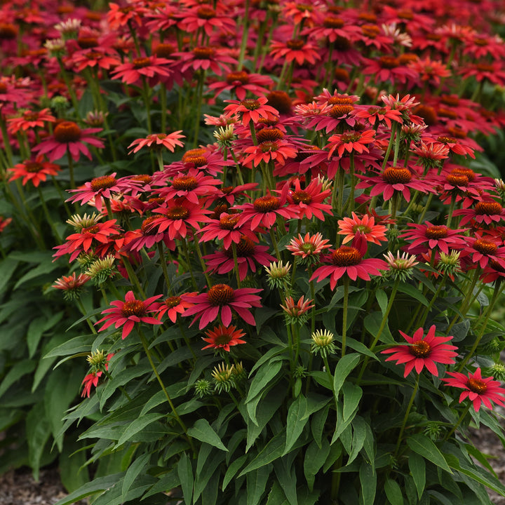 Echinacea 'Balsomtresgo' ~ Sombrero® Tres Amigos Coneflower-ServeScape