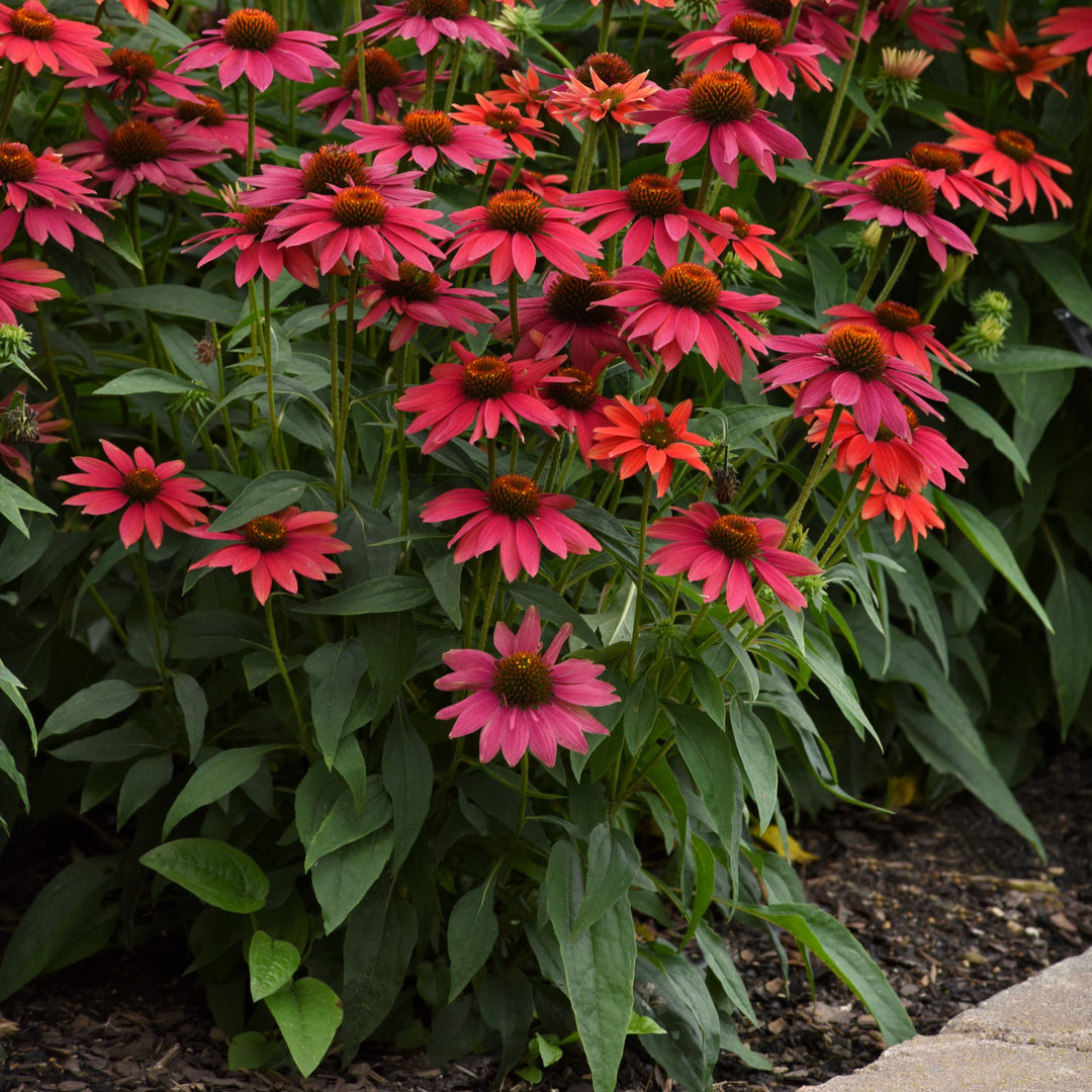 Echinacea 'Balsomtresgo' ~ Sombrero® Tres Amigos Coneflower-ServeScape