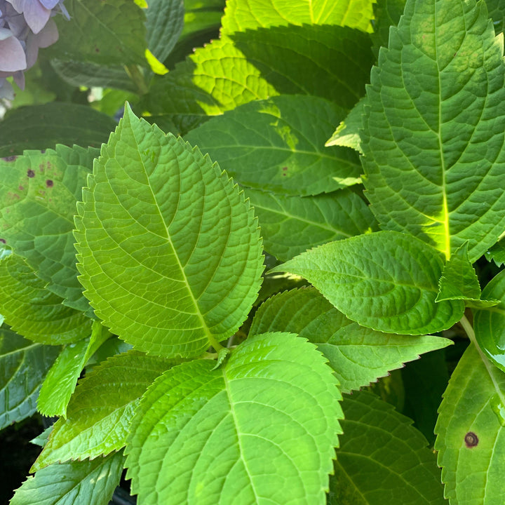 Hydrangea macrophylla 'Bailmer’ ~ Endless Summer® The Original Hydrangea-ServeScape