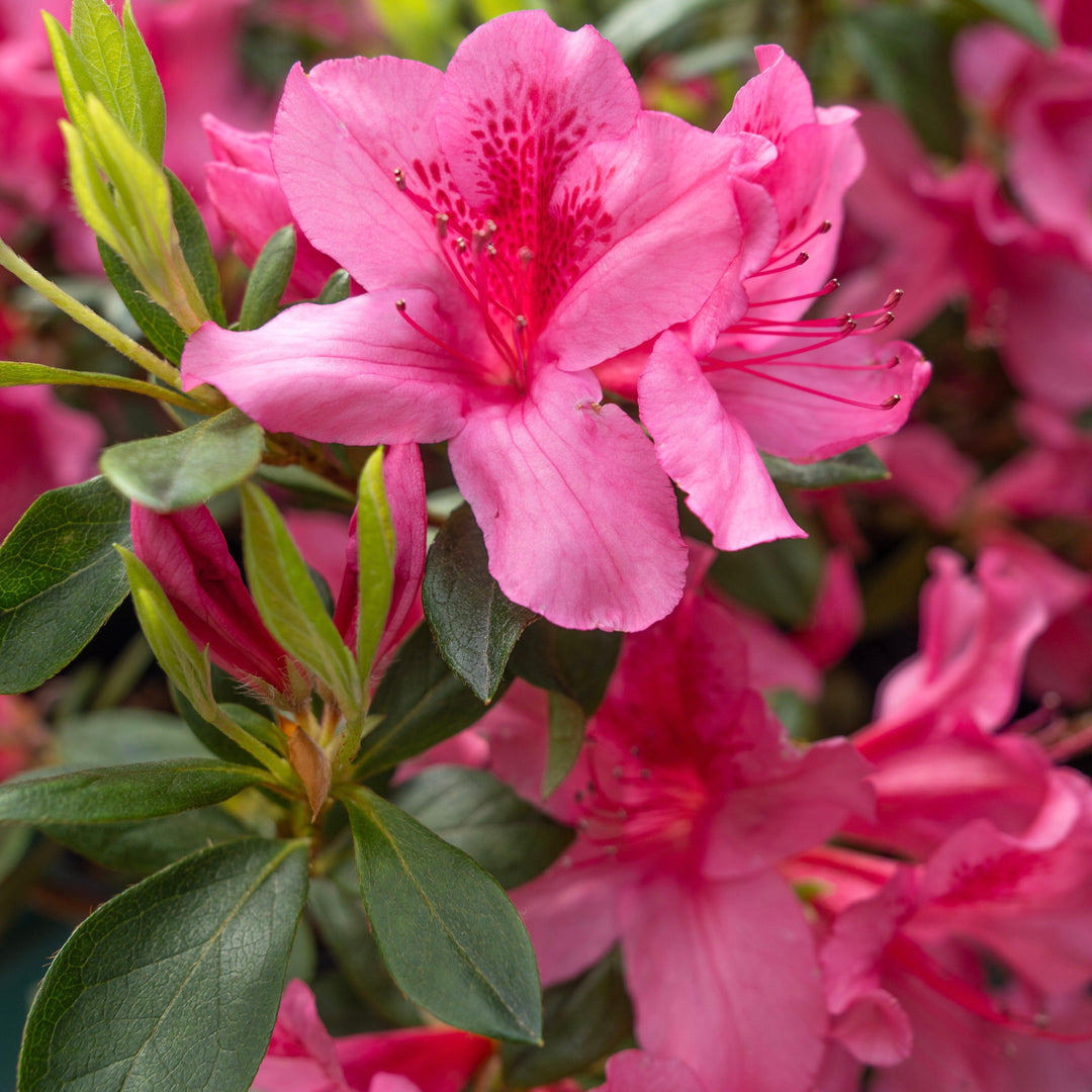 Azalea x 'Pride of Mobile' ~ Pride of Mobile Azalea-ServeScape