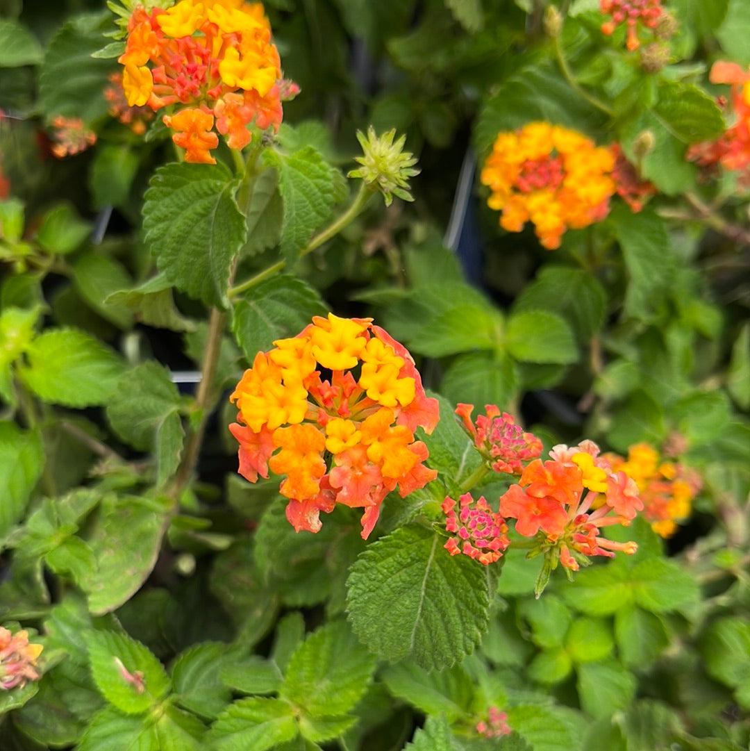 Lantana camara 'Miss Huff' ~ Monrovia® Miss Huff Lantana-ServeScape