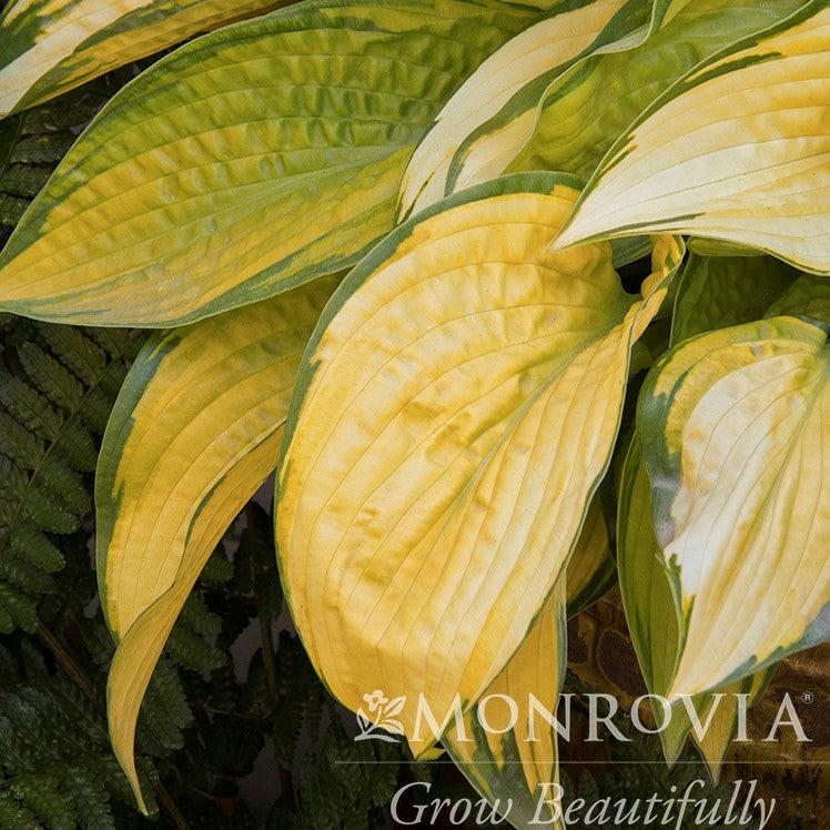 Hosta 'Paradigm' ~ Monrovia® Paradigm Hosta-ServeScape